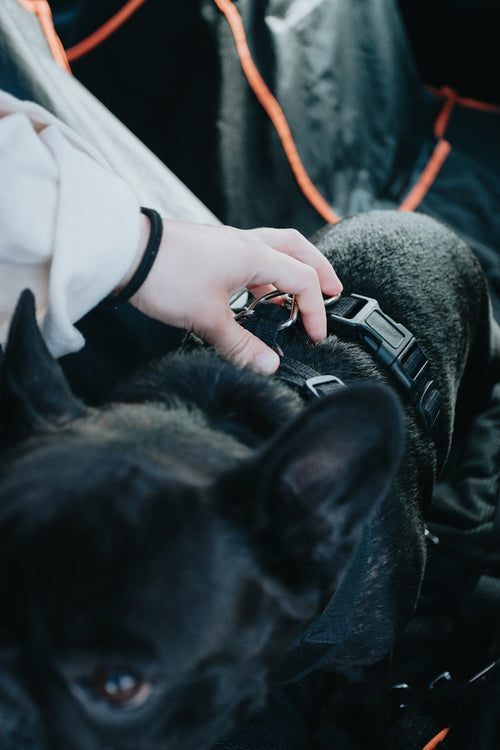 Novi LED Safety Collar ? USB Rechargeable Light for Night Walks