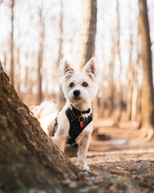 Novi Step-In Dog Harness ? No-Pull Small Breed Adventure Harness