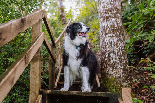 Novi Foldable Pet Ramp ? Lightweight Stairs for Small & Senior Dogs