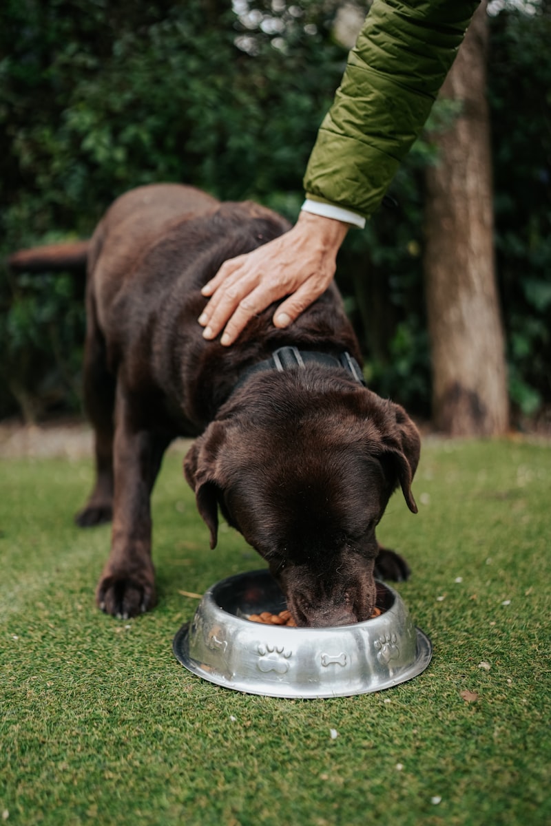 Novi Elevated Dog Bowl Stand ? Bamboo Feeding Station for Small Breeds
