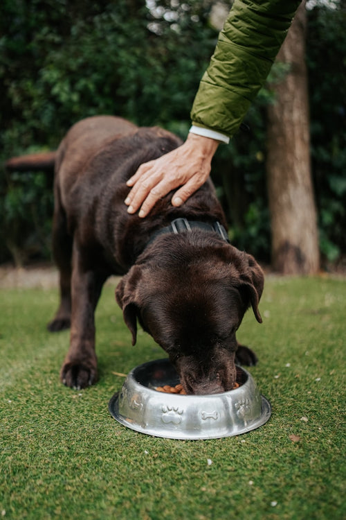 Novi Elevated Dog Bowl Stand ? Bamboo Feeding Station for Small Breeds