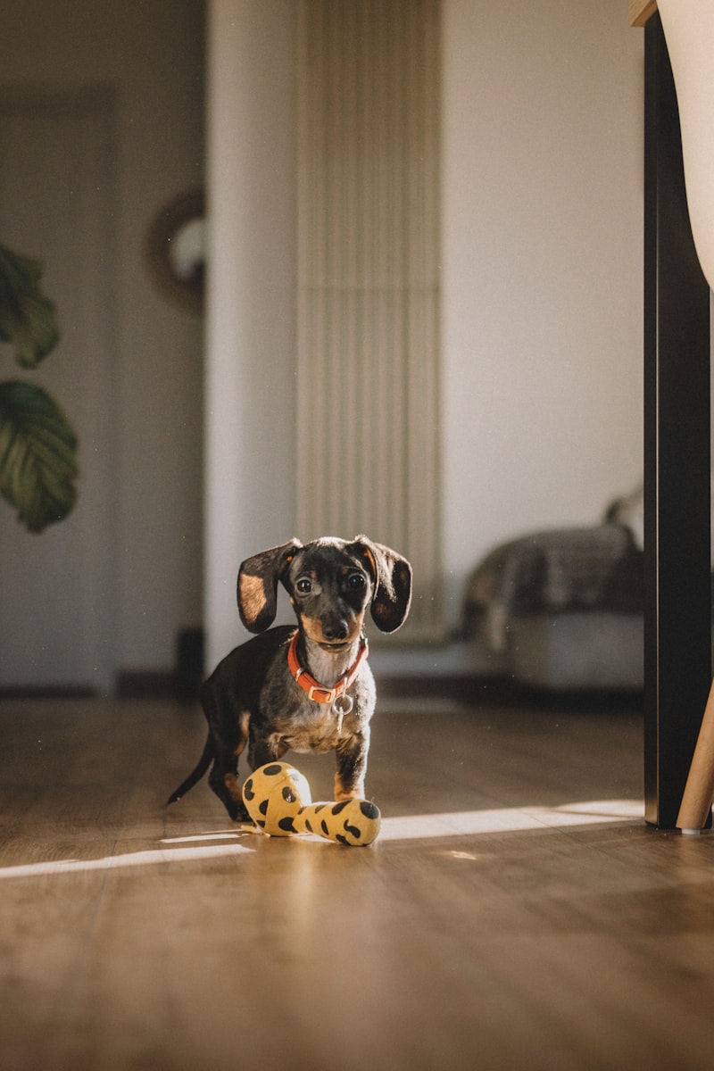 Novi Non-Slip Dog Socks ? Traction Grips for Senior Dogs on Hardwood