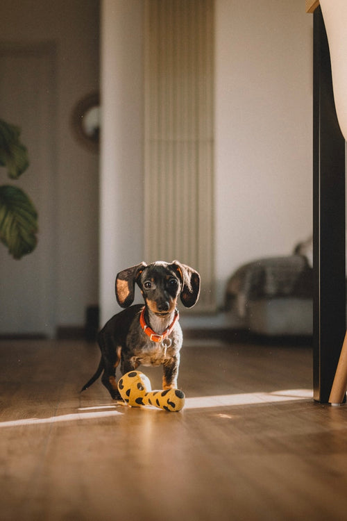 Novi Non-Slip Dog Socks ? Traction Grips for Senior Dogs on Hardwood